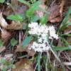 Mariazell_Weng_Admont_Ennstal_128